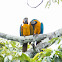 Blue and Yellow Macaw