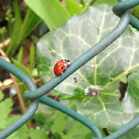 Ladybug (Zevenstippelig lieveheersbeestje)