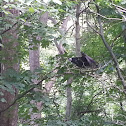 Turkey vulture ( young)