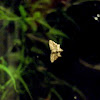 Apple Looper moth - male
