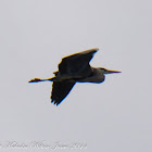 Grey Heron; Garza Real