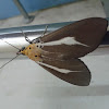 Snouted tigers moth