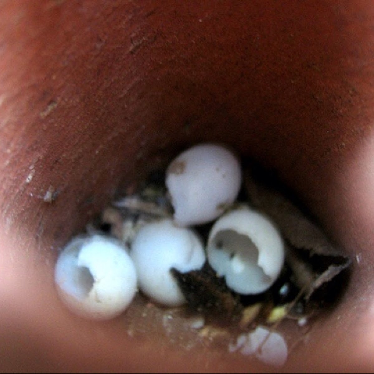 Gecko eggs