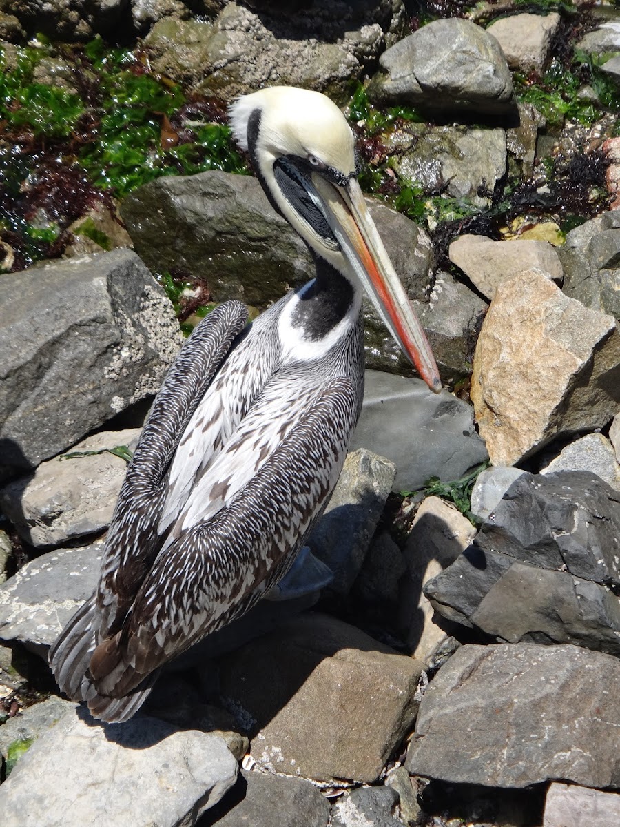 Pelicano Peruano