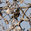 Meadow Pipit; Bisbita Común