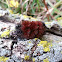 Woolly Bear Caterpillar