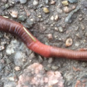 Earthworm