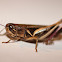 Yellow wing grasshopper