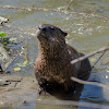 Northern River Otter