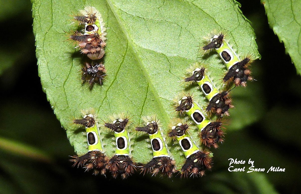 Saddleback Caterpillar Moth larvae