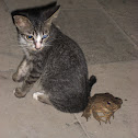 Domestic Cat and Frog