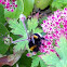 Buff tailed bumble bee