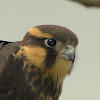 Aplomado Falcon (Falcão-de-coleira)