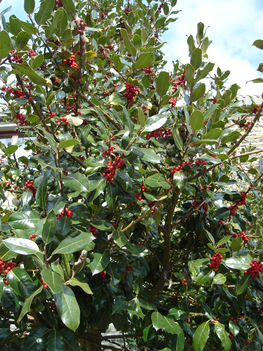 Common Holly