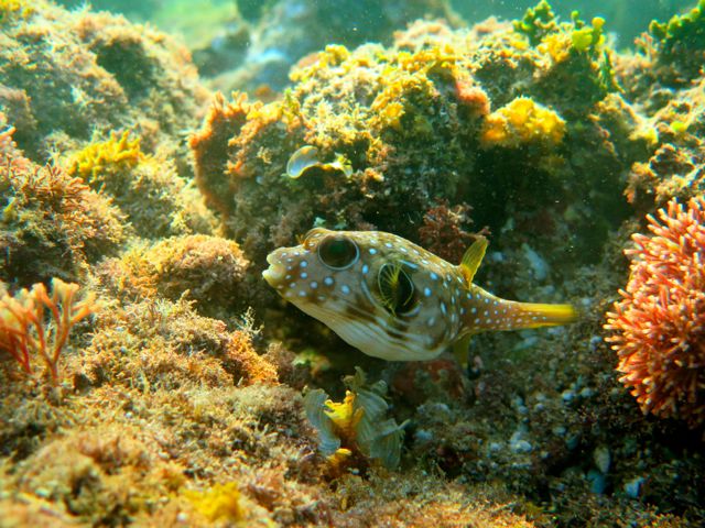 Juvenile White-Spotted Puffer