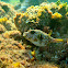 Juvenile White-Spotted Puffer