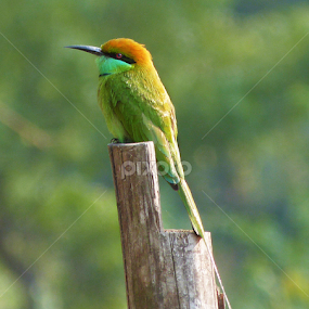 Bee Eater by Soumen Das - Animals Birds
