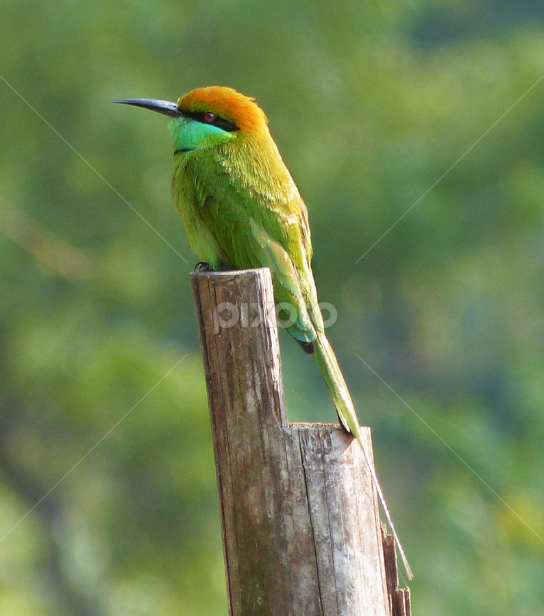 Bee Eater by Soumen Das - Animals Birds