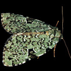 Green Leuconycta