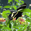Magnificent Swallowtail