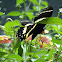 Magnificent Swallowtail