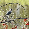 Belted Kingfisher