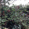 Blackberry bush