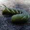 Caterpillar (privet hawk moth)