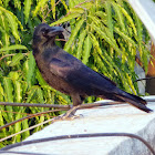 Thick Billed Crow