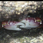 Purple rock crab