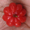 Pitanga, Surinam Cherry, Brazilian Cherry, or Cayenne Cherry, Ñangapirí