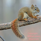 American Red Squirrel