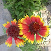 Firewheel flowers
