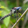 Great Blue Skimmer dragonfly (female)