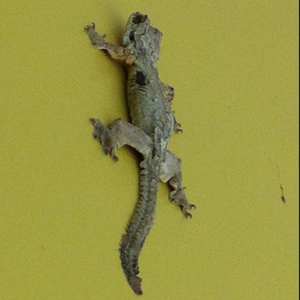 Smooth backed gliding gecko | Project Noah