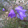 Bellflower