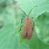 Lycid Beetle
