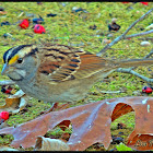 White-throated Sparrow