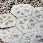 Honeycomb Cowfish (skin)