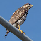 Roadside Hawk