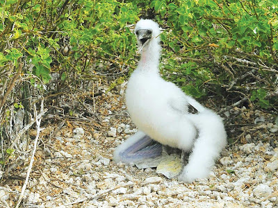 A young bird on Genovosa Island during a Silversea expedition.