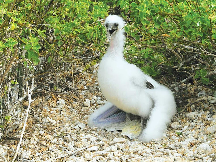 A young bird on Genovosa Island during a Silversea expedition.