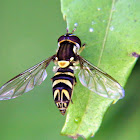 Sirfid fly