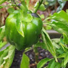 Green Bell pepper