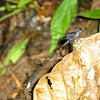 Spreadwing Damselfly