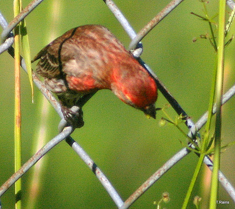 House Finch