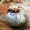 Eastern Hercules Beetle Larva