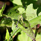 Eastern Pondhawk Dragonfly