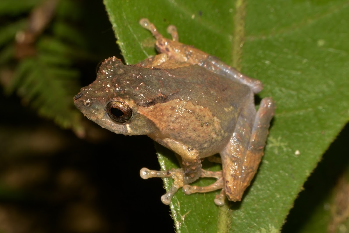 Peter's Bush Frog