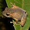 Peter's Bush Frog